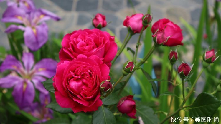 洋房|为了可以养花,我建了座小洋房,终于可以打造梦寐以求的花园了