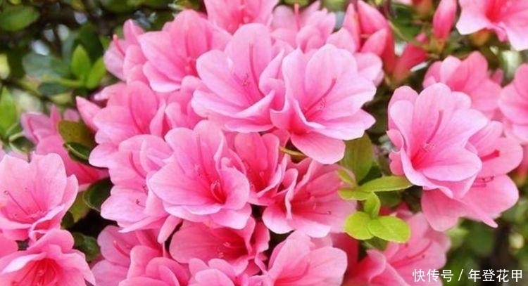 4种花超漂亮,婀娜多姿,整个春夏都开花,花朵硕大花期长