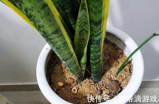 盆土板结怎么办，教你学4招，土壤松软如面包，快瞧瞧吧