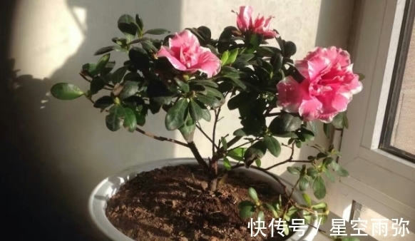 废物肥|用这2样“废物肥”养花,家人再不嫌弃我败家了