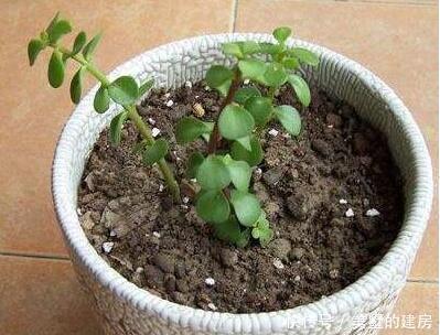 浇水|养金枝玉叶,一个小方法,一片叶子都不掉,长得枝繁叶茂又漂亮