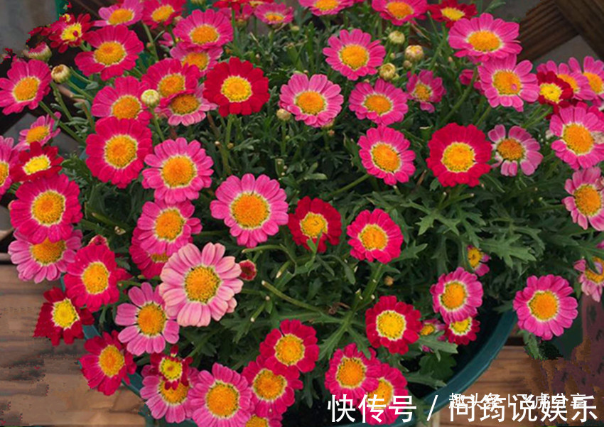 姬小菊|四种菊花比长寿花漂亮10倍，全年循环开花，从年初赏到年尾