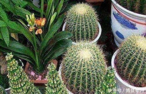 喜出望外|熊孩子砍了仙人球一刀,后来长成了这样,家人眼都喜出望外