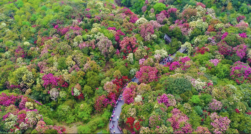 ［百里杜鹃］花开百里，只为遇见你