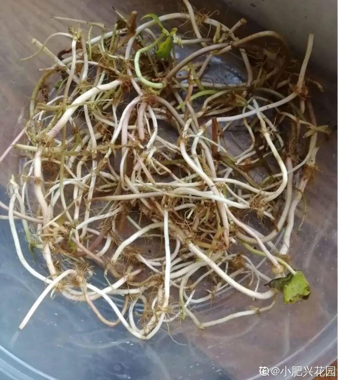 虐着养的花，剪成秃子，半月不浇水，呼呼开花