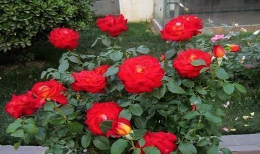 月季横拉很简单,做好这四点,芽点萌发多,花开多又美