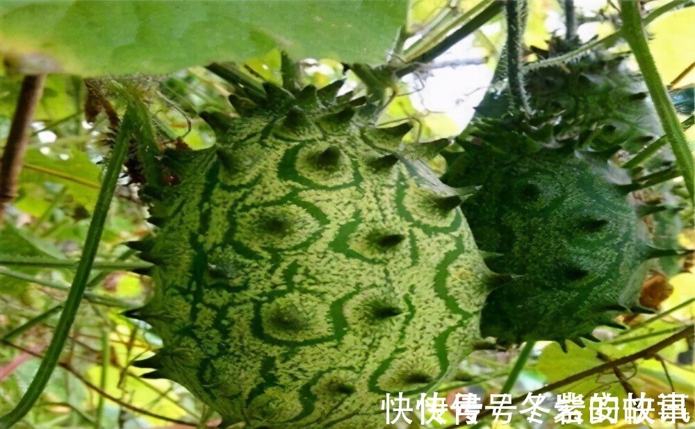 芭乐|长寿老人爱吃三种食物,美容养颜,调理气血,身体棒棒哒!