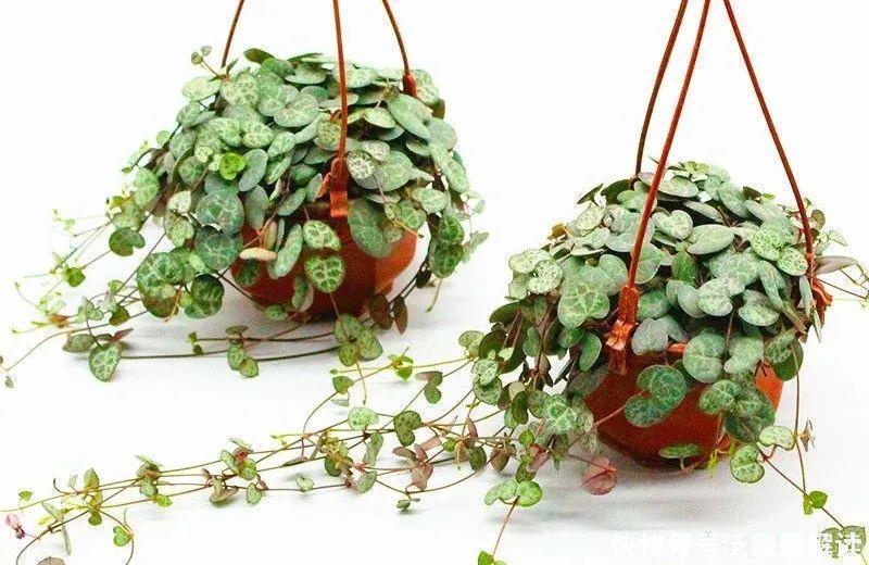 多肉吊兰样式多到你挑花眼,颜色状态是各不相同,看看你认识几个