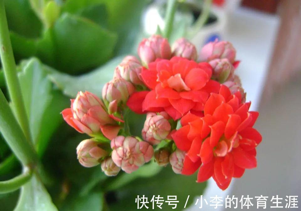 龙骨|9种花好养又吉祥,却是“穷苦命”,小盆少水多晒晒,反而长得旺