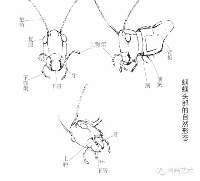  蝈蝈的工笔和写意画法