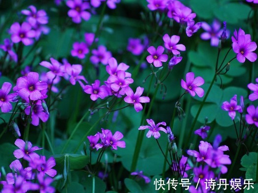 这些花草放在盆里不用管,也一样能爆盆,超级好养活,懒人的福音