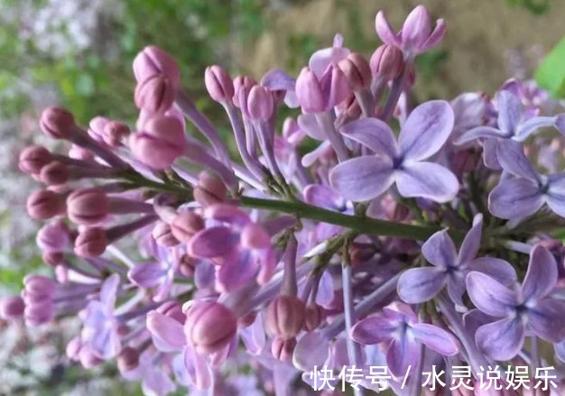 5种花卉“别乱养”，香气“有毒”，放在卧室并不好，别疏忽！