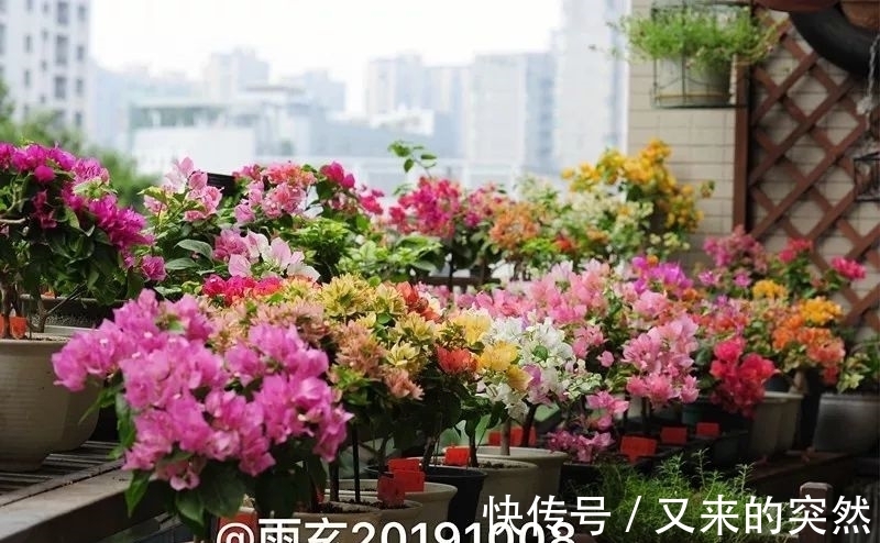 越冬|家里有这花，露养断水2个月，安全越冬50盆