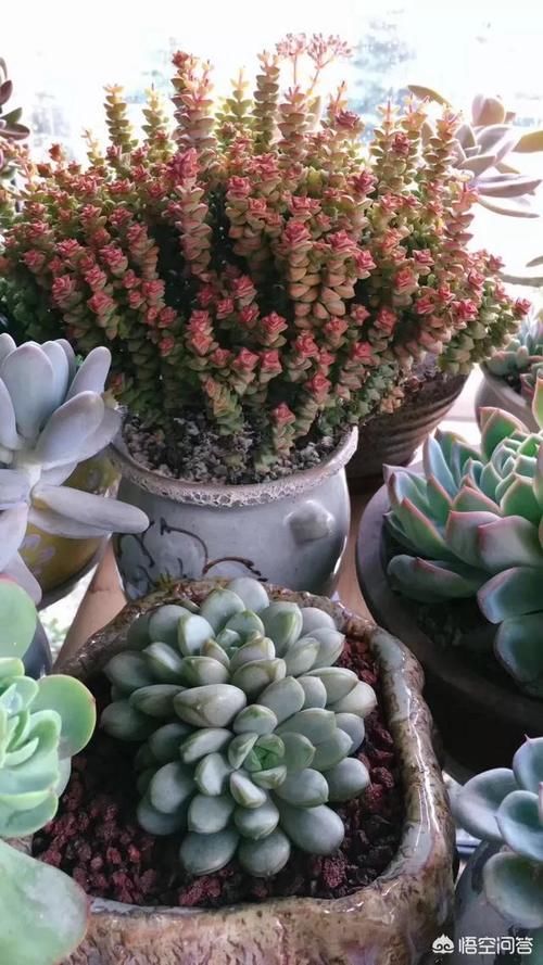 没有露台的家庭怎么养多肉？