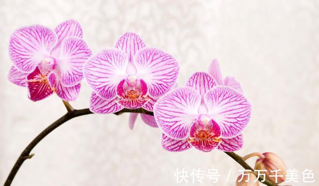 花盆越小开花越好的“皮实”花,塞进小花盆里,好养又好看