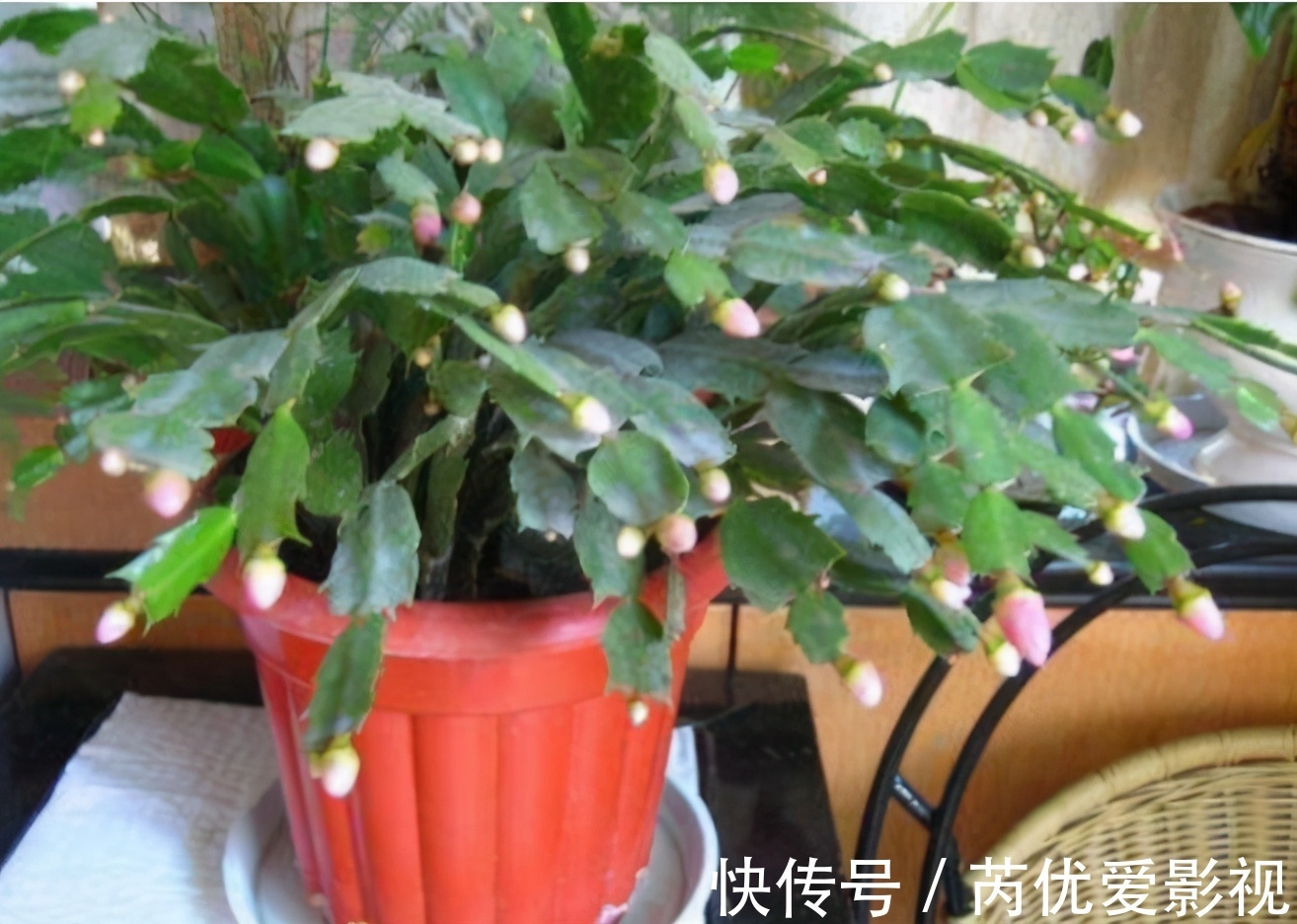 盆栽花谢后就扔掉?太浪费了,这3样“弄一下”年年开花