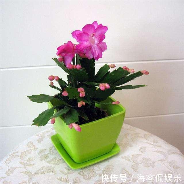 养蟹爪兰，掌握4个小技巧，过年时绿叶间挂满“红花”