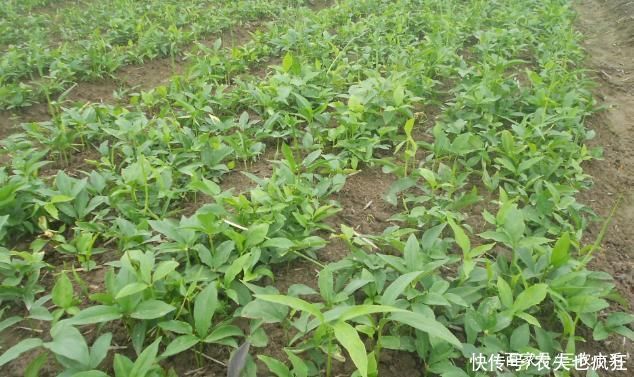 常长在玉米地,有很强毒性不能生吃,20年前很多人挖它挣学费