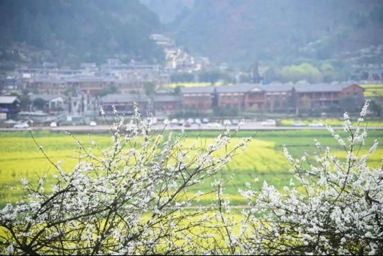 老年|三月是属于油菜花的季节，国内这些油菜花美景地你去过几个？