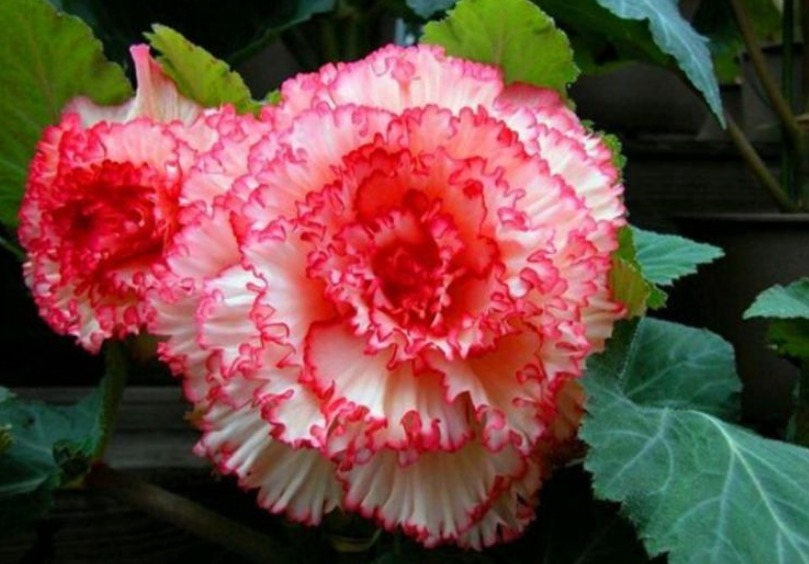 养护|3种花好养又漂亮,比牡丹美,比绿萝好养,一开就是200天!