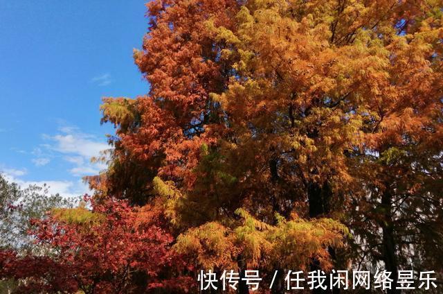 万木!七绝西园即景(新韵)