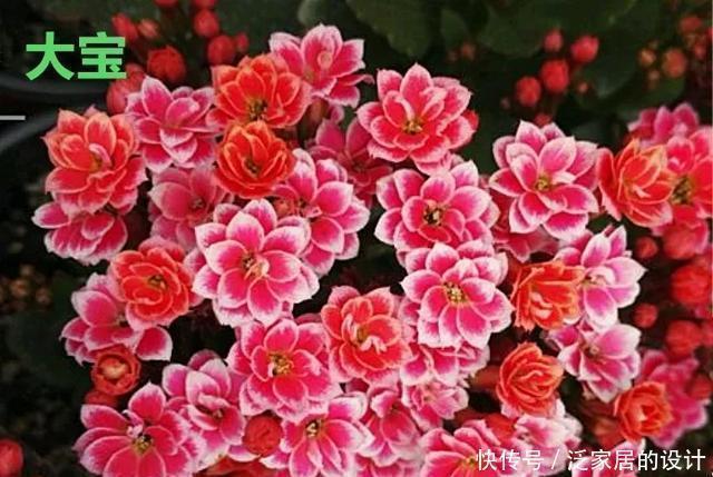 花友们,这花越养越上瘾,入坑成了品种控,家里开成花海洋