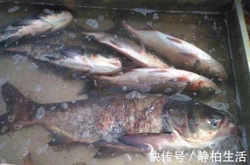 食用|在家里做鱼时，发现鱼有柴油味是为什么？还能不能继续食用了？