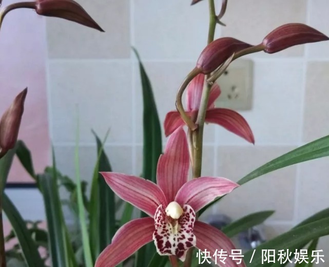 月季花|5种花卉“别乱养”,香气“有毒”,放在卧室并不好,别疏忽!