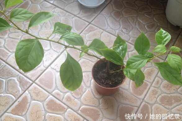 枝繁叶茂|养三角梅,一个小技巧,长的枝繁叶茂,开花多一倍