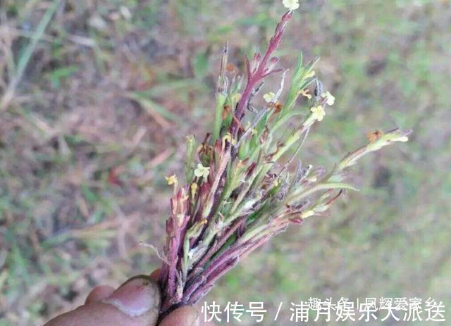 百草之王|真正的“百草之王”！长在路边并不起眼 却价值不低，90一两！