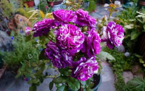 药片养花别忽视这4种，泡泡水就能充当“多个角色”