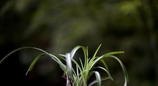 怎么判断兰花缺少氮磷钾?学会这三招,养不好兰花都难