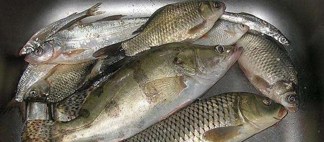 此乃“鱼中上品”我国特有，新鲜的味道鲜美，放臭后也是极品美味