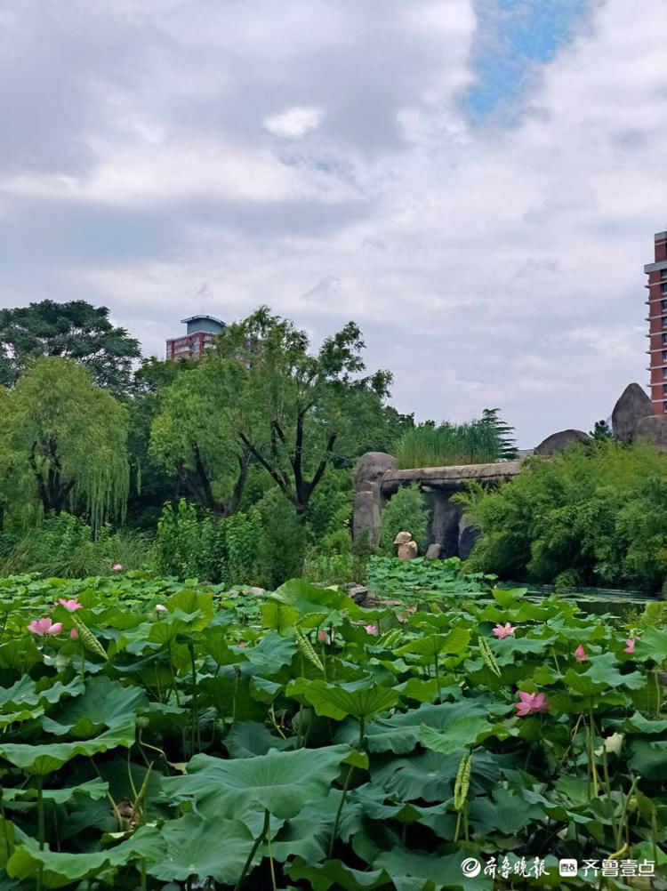 蓝天白云微风爽，荷花灼灼香满塘！济南泉城公园夏景如画|情报站| 齐鲁壹点