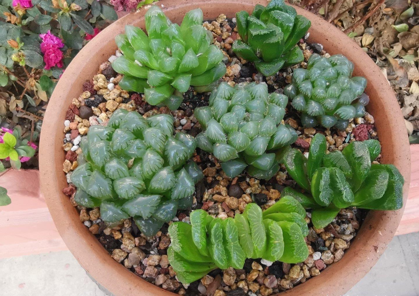 多肉|露养的多肉没状态,满足“三条件”,上色快,还容易爆小崽