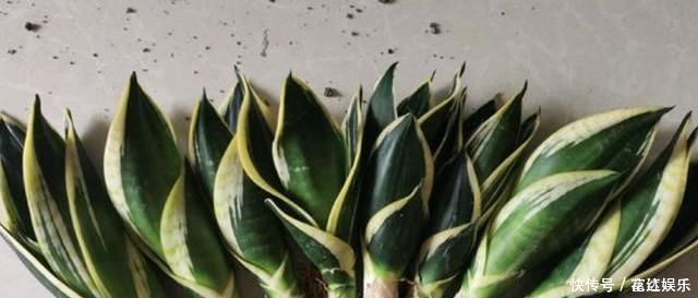 伤口|养了1年的虎皮兰,盆都挤爆了,教你1个小方法,一盆变多盆