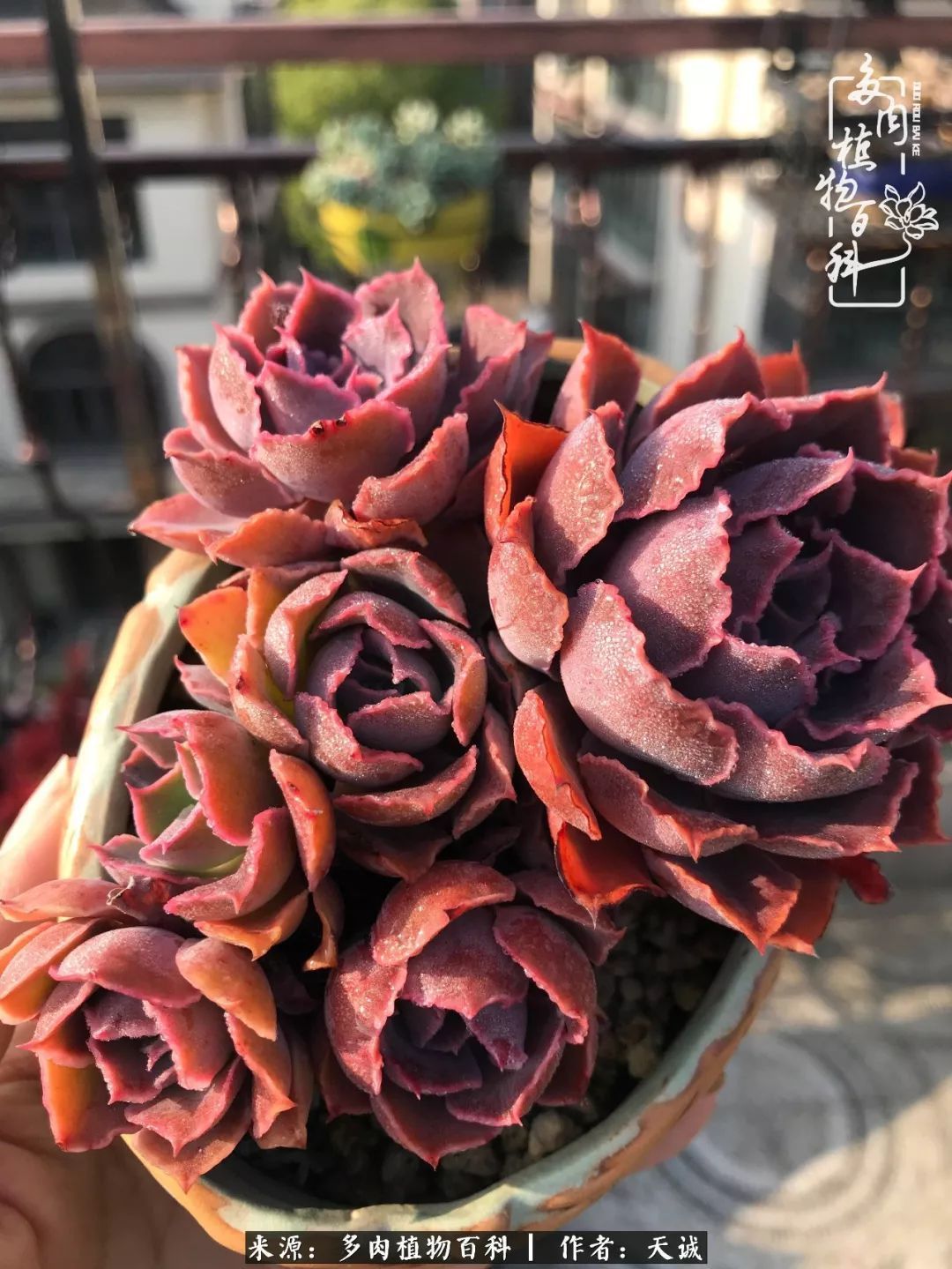 吃饱喝足，包邮区的多肉养精蓄锐准备渡劫！