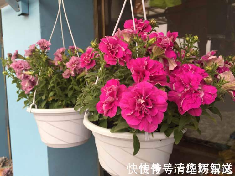 重瓣矮牵牛|这些花朵超好养,不管也爆盆,放在家里,你也能拥有一片花海