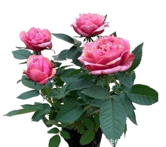 五种花|五种花就要勤修剪，越剪开花越多、越茂盛，要不花量少又难看