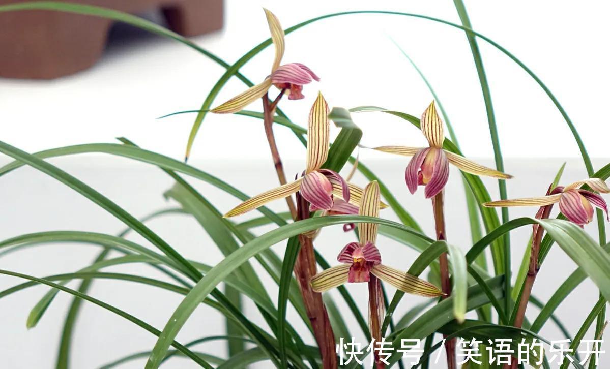 梅兰竹菊被誉为花中四君子,它们都有什么与众不同的特点呢?