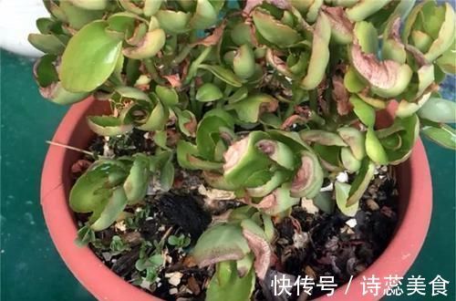 养这三种花,盆越小,开的花越多,放大盆还容易死