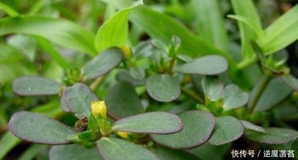 糖尿病|路边最不起眼的一种野菜,其实是糖尿病、心血管疾病最怕的菜!