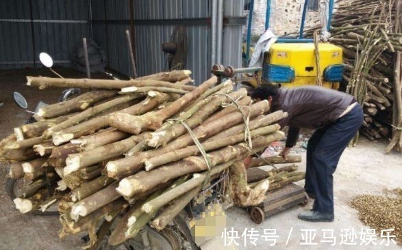 药材|农村中“最苦”的树,明明是对付蛇咬伤的好药材,却被人拿来烧火