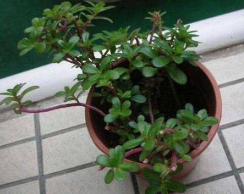 金枝玉叶爱“干净”，咔嚓来一刀，枝干壮、叶片厚，嗖嗖成老桩