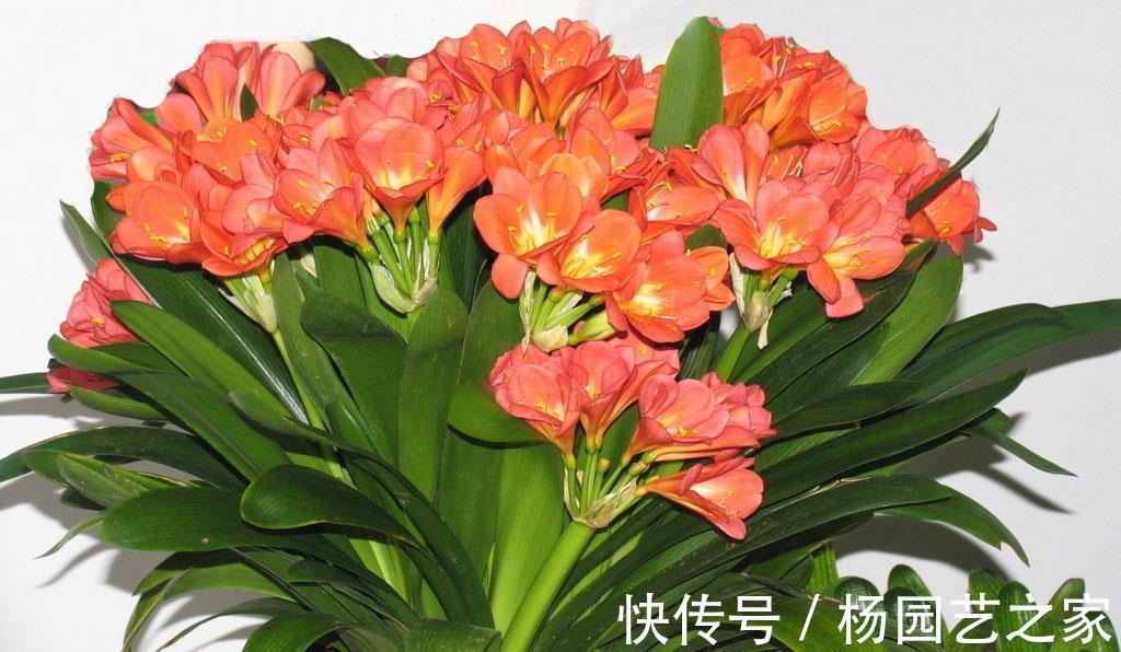 君子兰养护很简单，把握好3个环节，能像打鸡血一样，疯狂爆盆