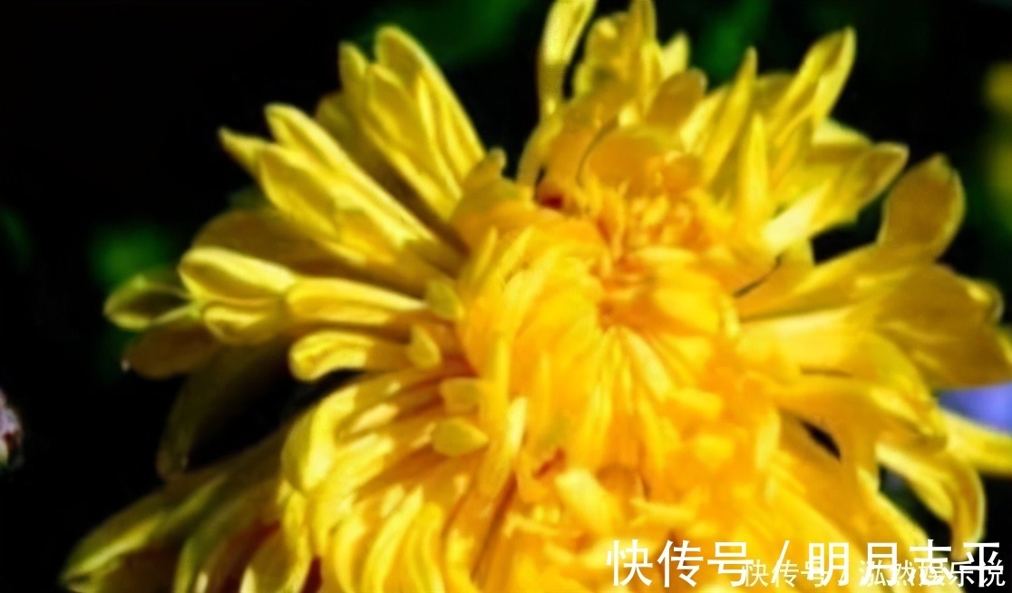 健康长寿|多吃以下3种食物,补充营养预防疾病,排毒养颜身体棒