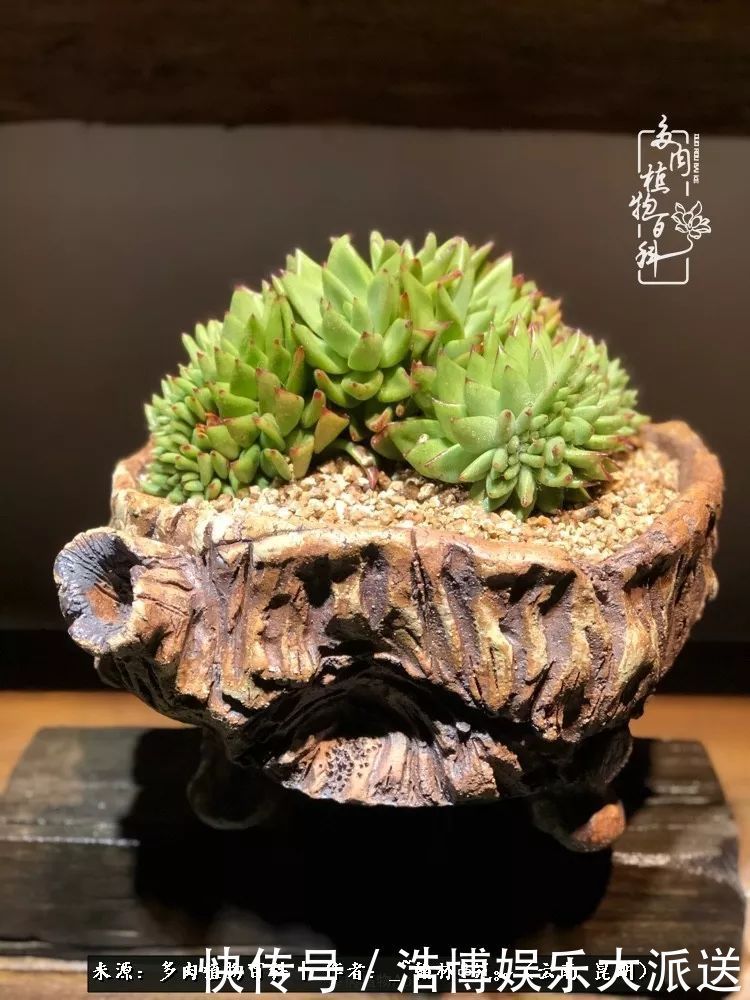 挂区|因为多肉，背井离乡来到开挂区，多肉变好看，小伙变大叔！