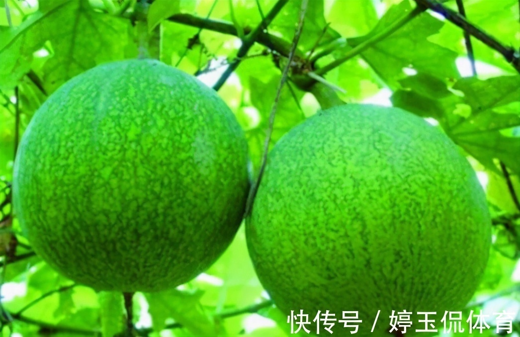 食物|超市很常见的3种食物,美容养生、滋润肌肤,爱吃就赚了!