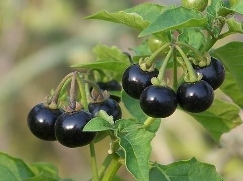 龙葵|农村这种长得像黑葡萄的野草,泡酒是一绝,遇见千万不要错过