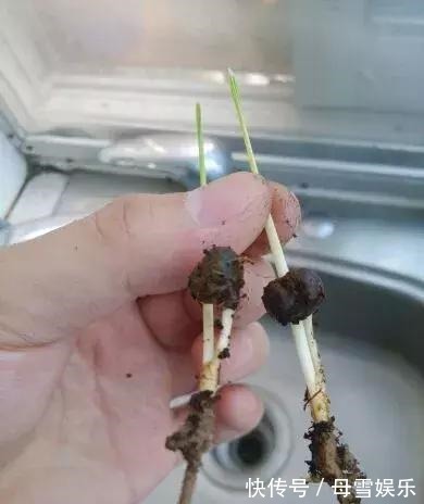 桂花树|路边的种子捡回家,泡一泡丢盆里,长成盆栽,省了买花钱!